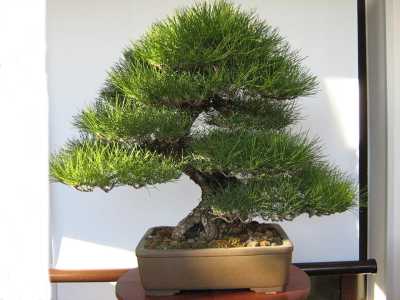 L'esemplare di un Pinus Thunbergii, una delle specie pi� apprezzate nel mondo bonsaistico